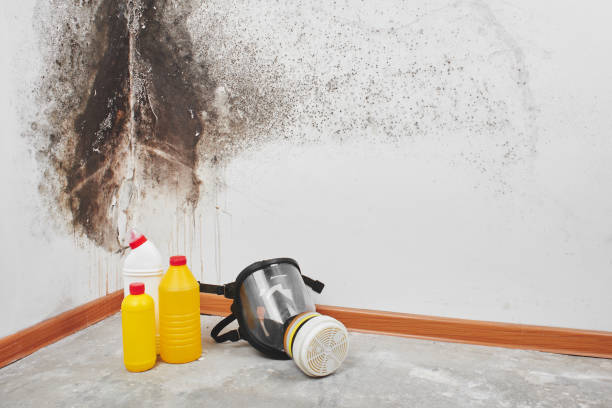 Best Environmental Consulting for Mold Prevention  in El Cerrito, CA